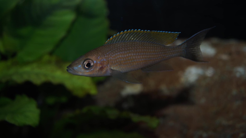 Paracyprichromis brieni 'Milima Island'